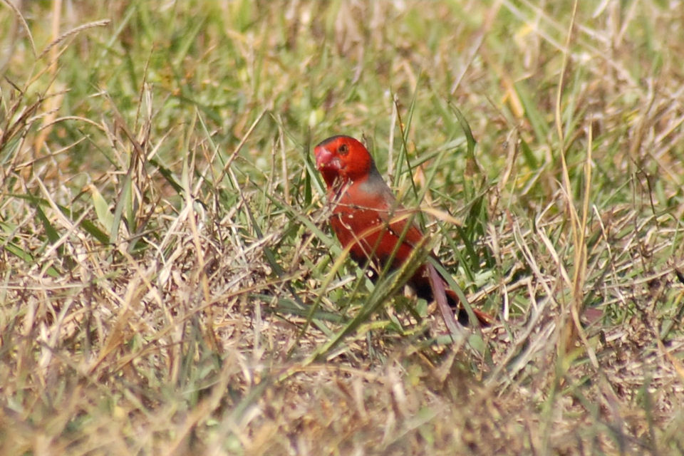 Crimson Finch (Neochmia phaeton)